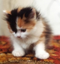 Mimi
